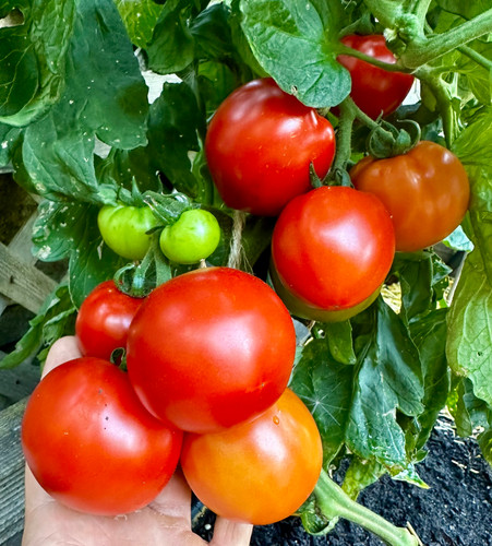 Marglobe Tomato